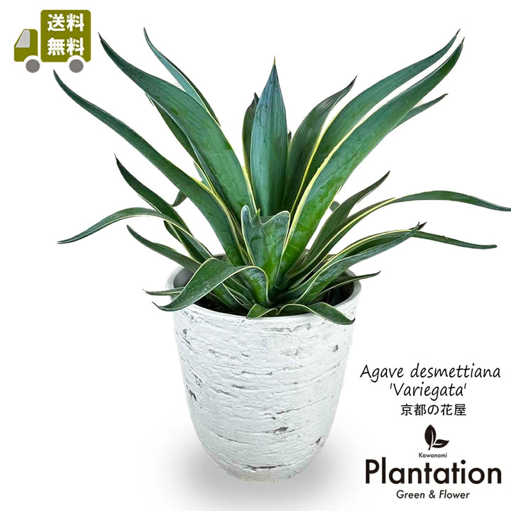 アガベ・ベネズエラ バリエガータ アンティーク仕立て鉢カバー付き