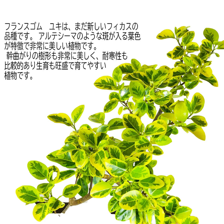 imgrc0136980614_b030a2da-bbb4-
