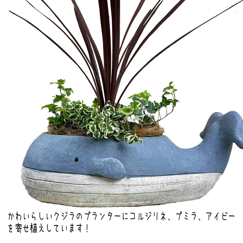 くじらのグリーン寄せ鉢 – カワナミプランテーション