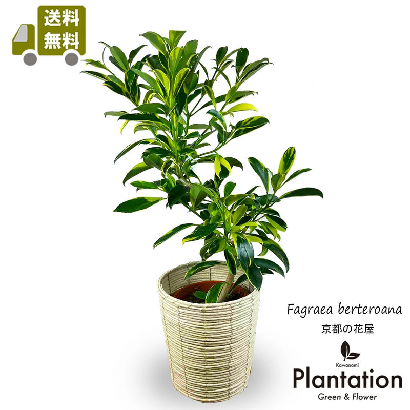 c サイカス カイルンシアナ /レア株 /ドワーフ/発根済み /オススメ株 c サイカス カイルンシアナ /レア株 /ドワーフ/発根済み /オススメ株