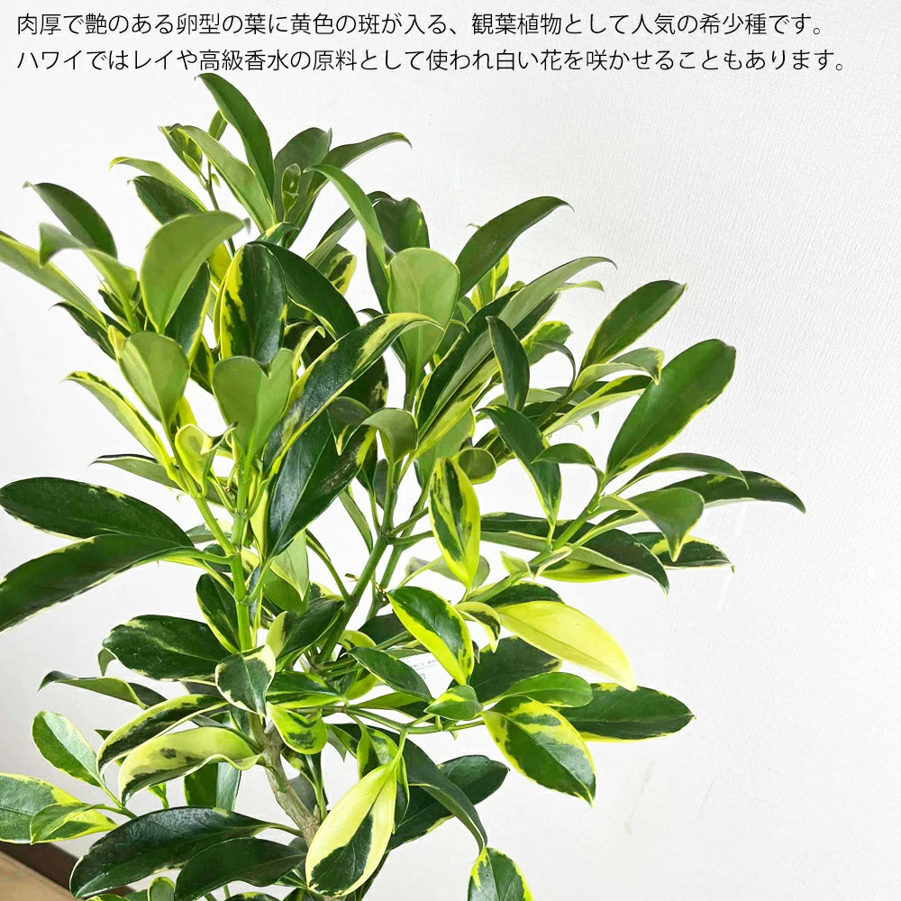 月末セール‼️　入手困難　ファグラエア　ベルテロアナ　斑入り　レア　枝多数　大型 ファグラエア・ベルテロアナ・バリエガータ斑入り – カワナミ