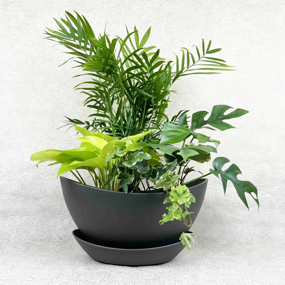 観葉植物の寄せ植え グレー – カワナミプランテーション