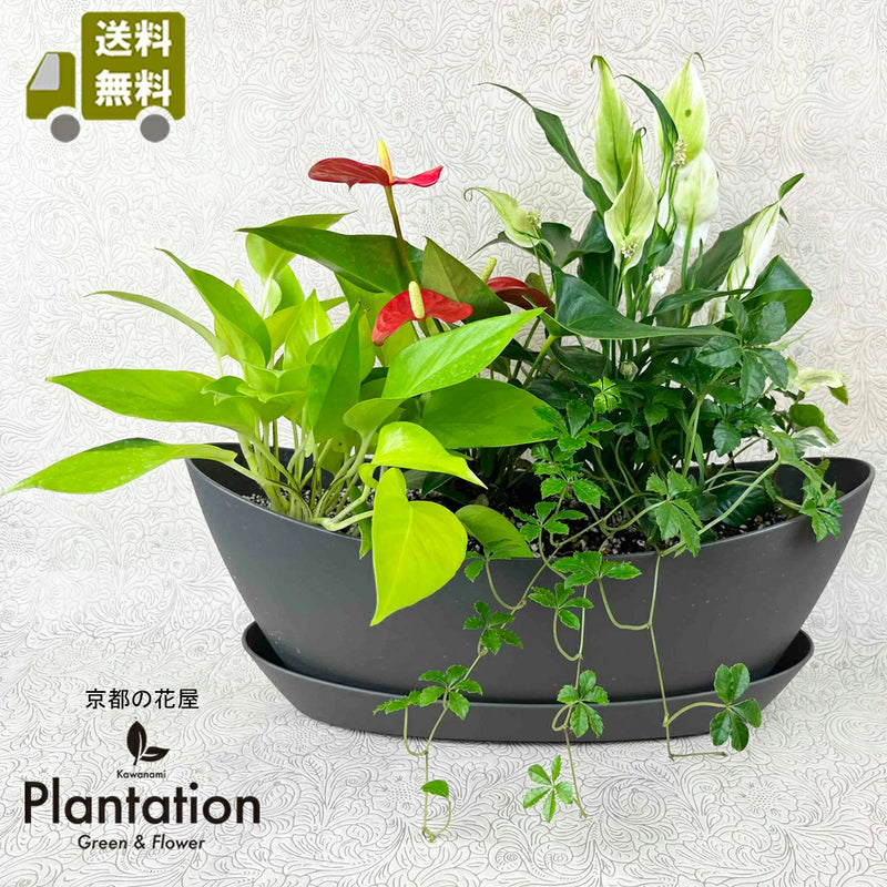 グリーンの葉船。受け皿付き 季節の観葉植物の寄せ植え