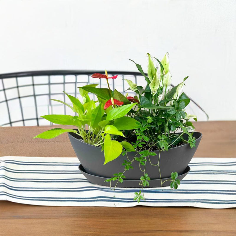 グリーンの葉船。受け皿付き 季節の観葉植物の寄せ植え