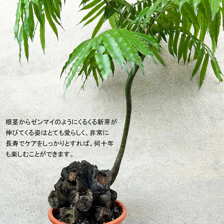 リュウビンタイ5号 – カワナミプランテーション