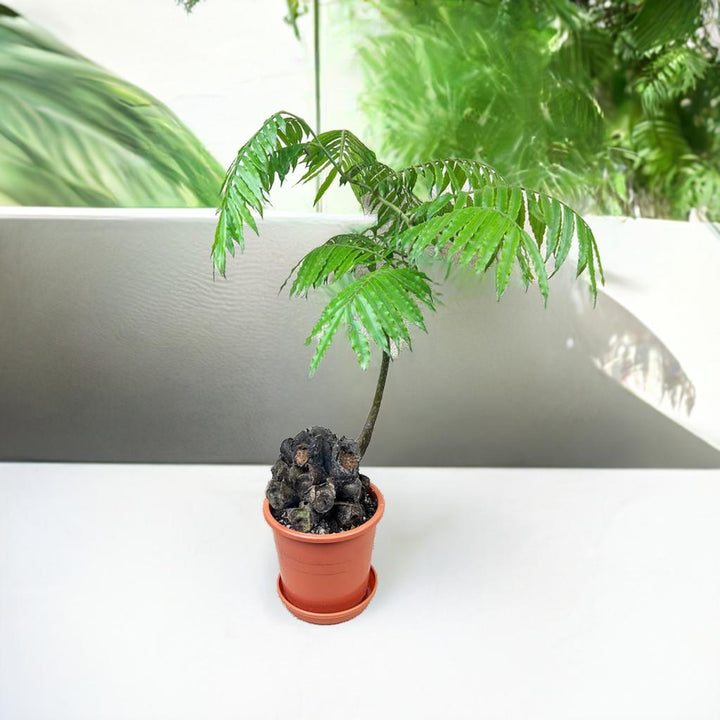 リュウビンタイ5号 – カワナミプランテーション