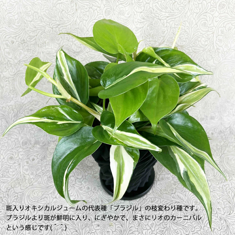 希少！オキシカルジューム ブラジルカーニバル