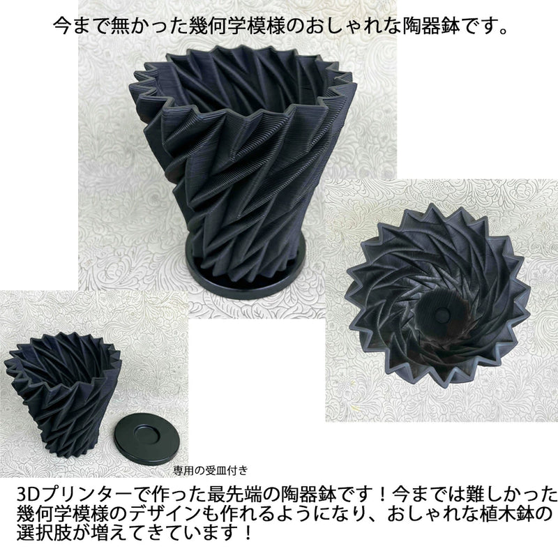 パキポディウム　デンシフローラム