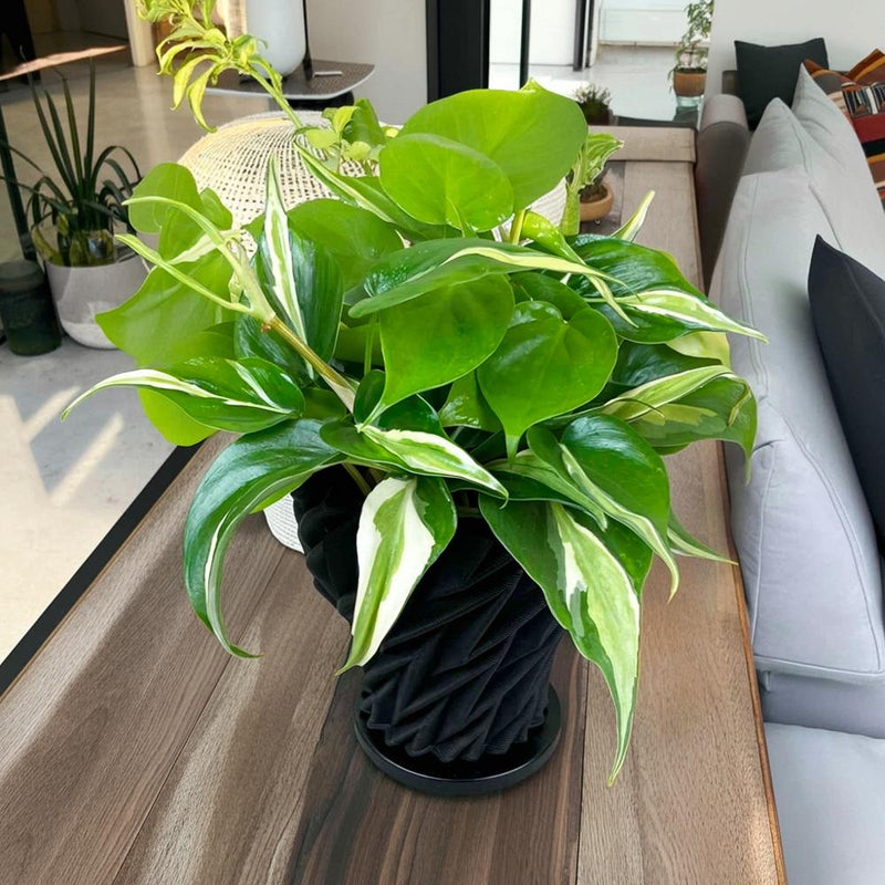 希少！オキシカルジューム ブラジルカーニバル