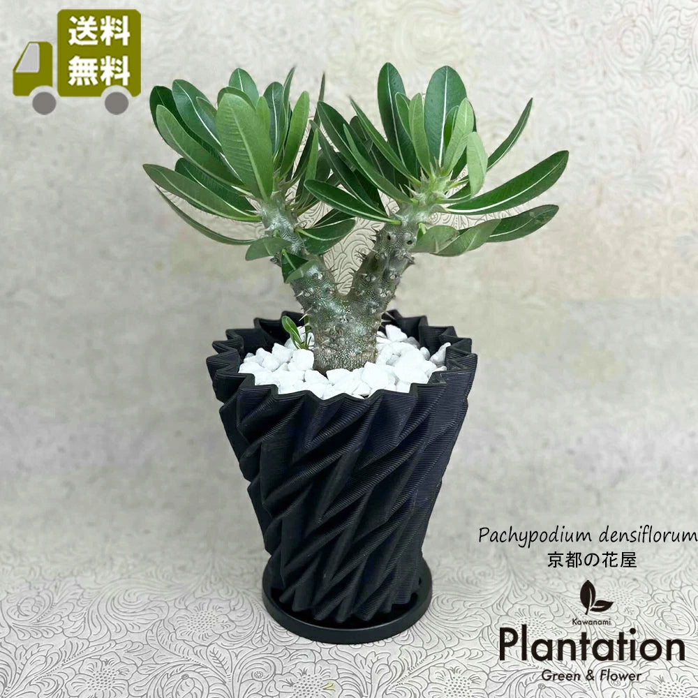 パキポディウム デンシフローラム – カワナミプランテーション