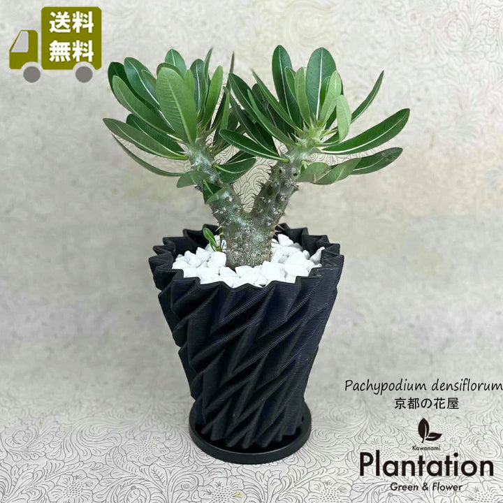 パキポディウム　デンシフローラム コーデックス パキポディウム デンシフローラム○3.5寸 | 【公式