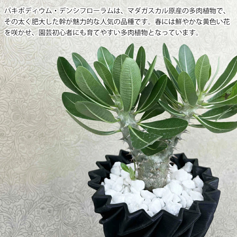 パキポディウムデンシフローラム パキポディウム デンシフローラム – カワナミプランテーション