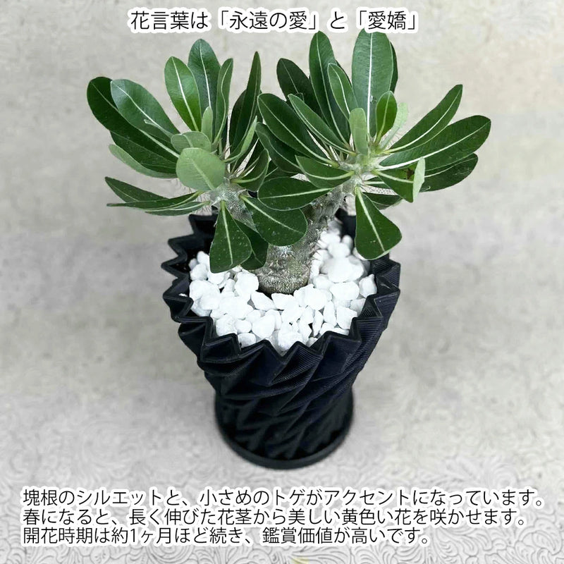 パキポディウム　デンシフローラム