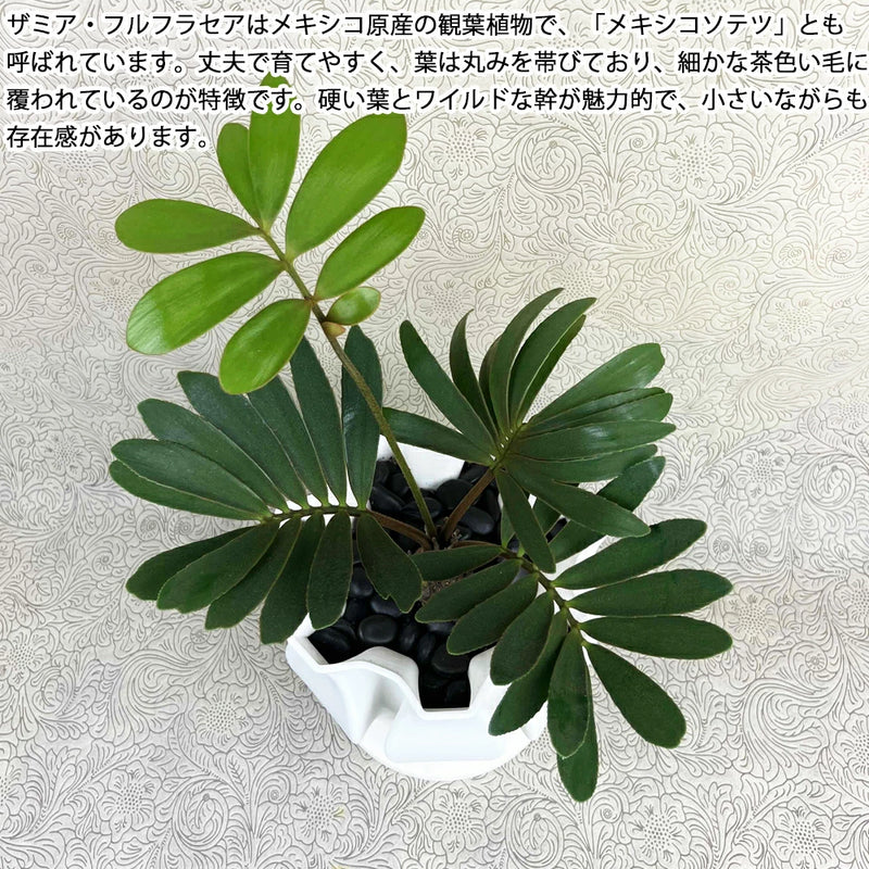 ザミア フルフラケア！！ – カワナミプランテーション