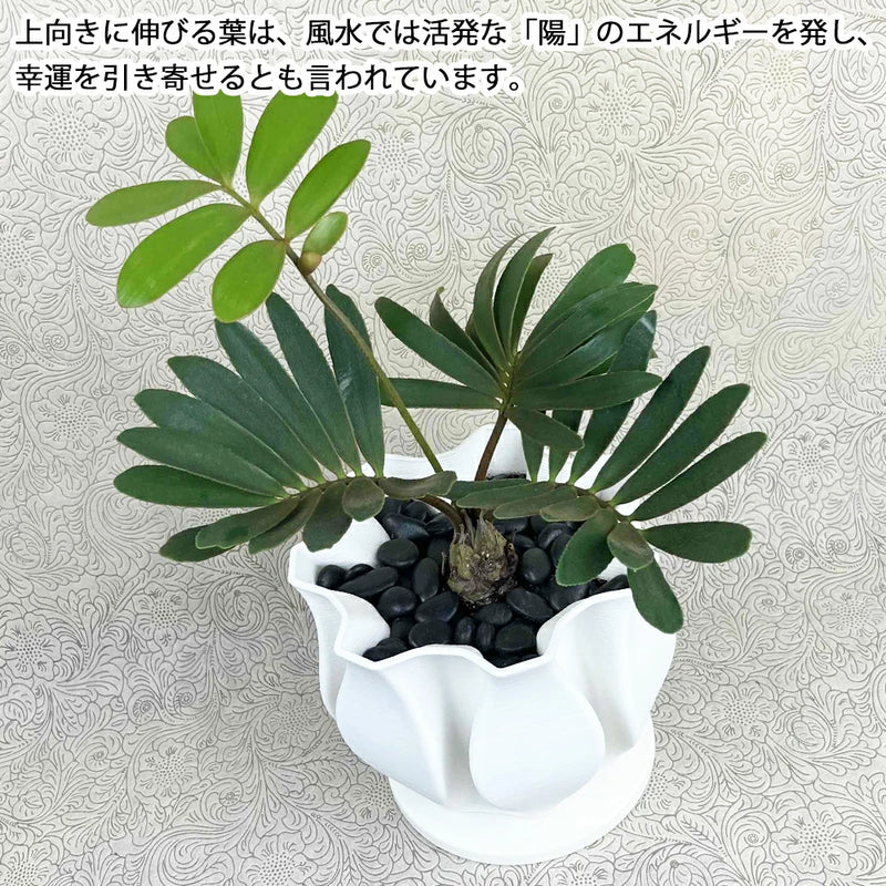 ザミア　フルフラケア