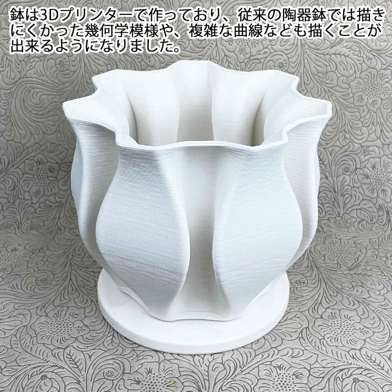 ザミア　フルフラケア