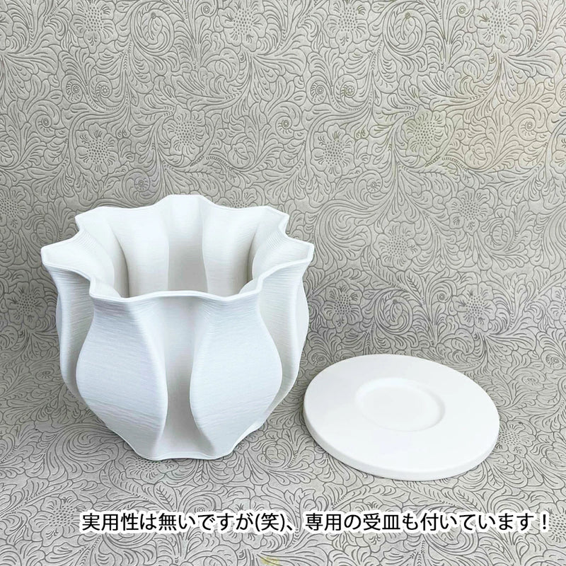 ザミア　フルフラケア