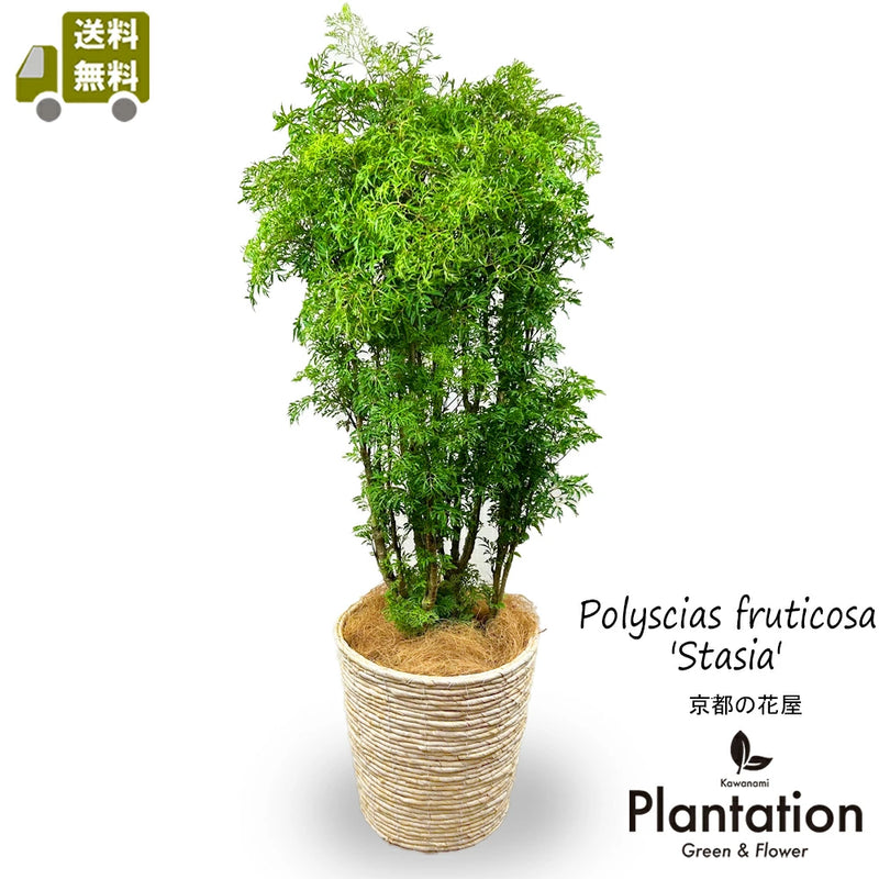 ポリシャス　フルチコーサ　スターシャ