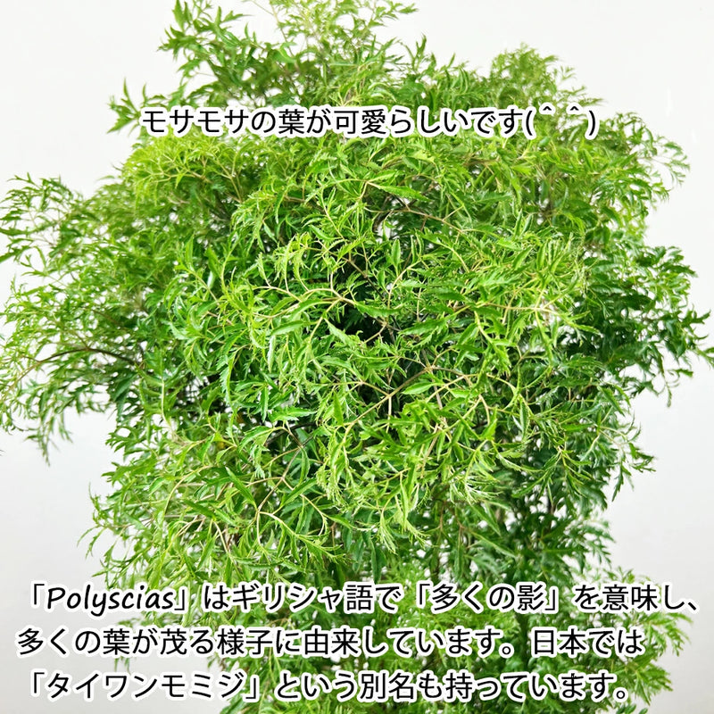 ポリシャス　フルチコーサ　スターシャ