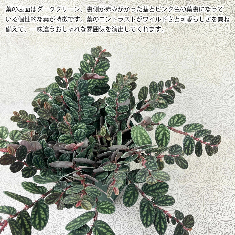 希少！ペリオニア(プルクラ)