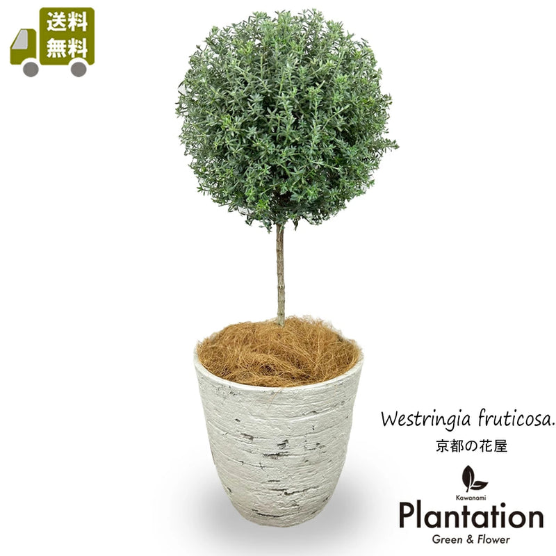 ウエストリンギア　フルチコーサ　スタンド　アンティーク鉢仕立て