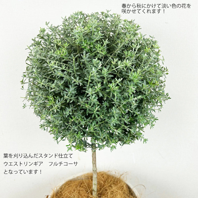 ウエストリンギア　フルチコーサ　スタンド　アンティーク鉢仕立て