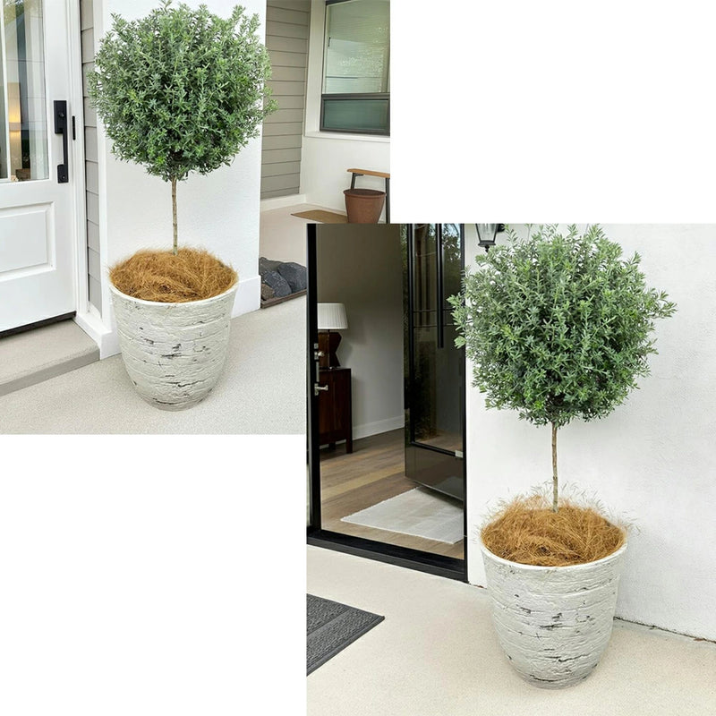 ウエストリンギア　フルチコーサ　スタンド　アンティーク鉢仕立て