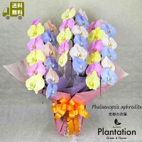 コチョウラン ミヤビコットンカラー