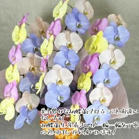 コチョウラン ミヤビコットンカラー