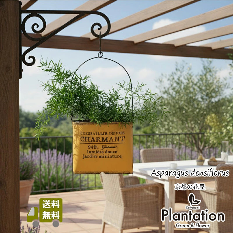 アスパラガス・スプレンゲリー