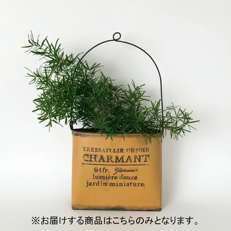 アスパラガス・スプレンゲリー