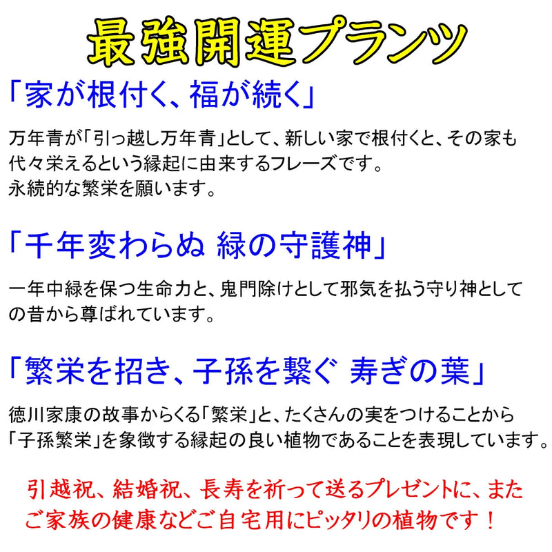 万年青（オモト）宝船