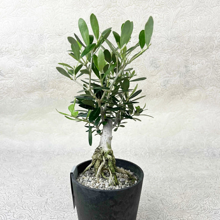 観葉植物 オリーブ SOUJU 175cm 10号 観葉植物 オリーブ SOUJU 175cm