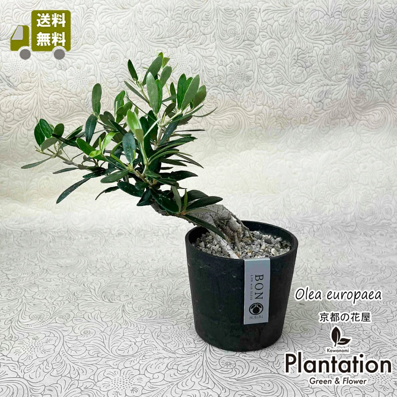 現品！オリーブ　SOUJU　盆栽　No.2