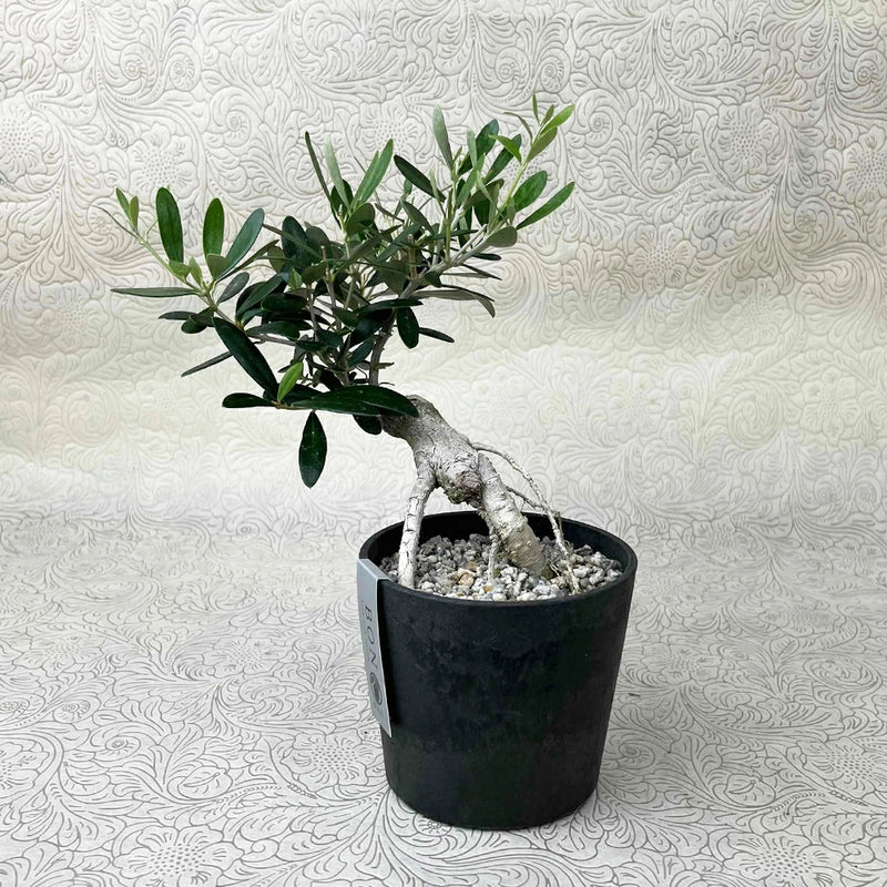 現品！オリーブ　SOUJU　盆栽　No.2