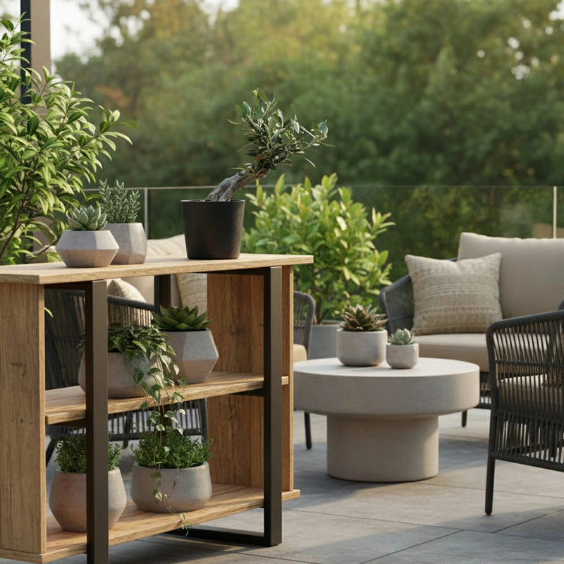 現品！オリーブ　SOUJU　盆栽　No.2