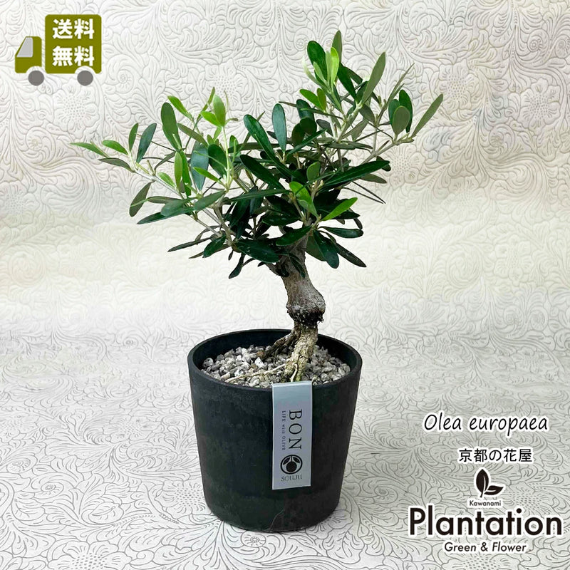 現品！オリーブ　SOUJU　盆栽　No.3