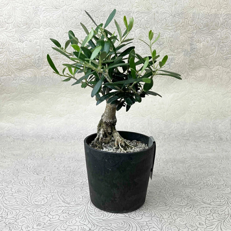 現品！オリーブ　SOUJU　盆栽　No.3