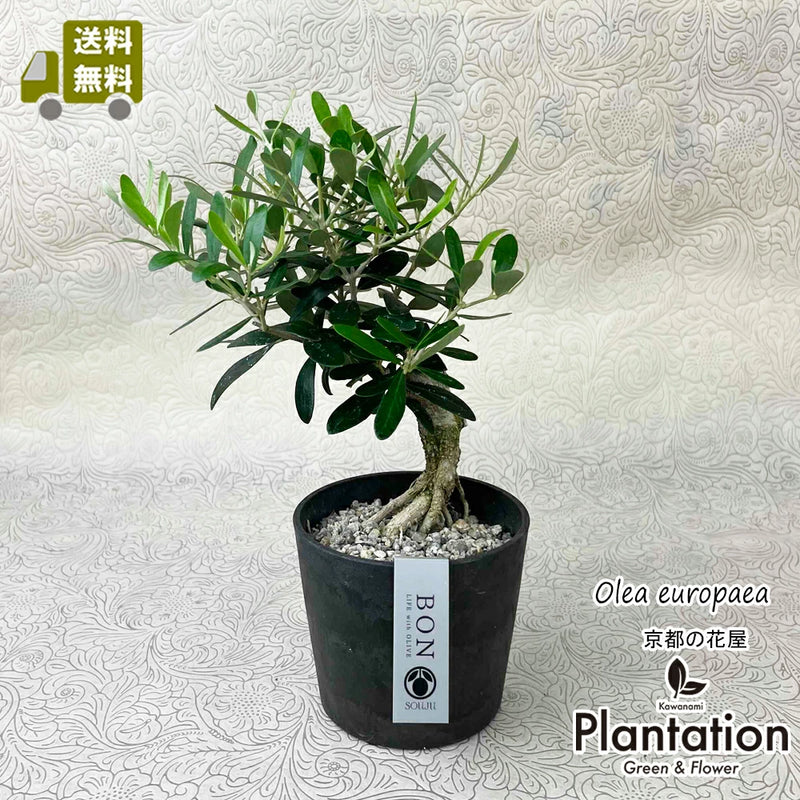 現品！オリーブ　SOUJU　盆栽　No.4
