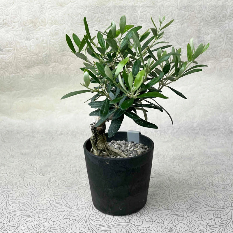 現品！オリーブ　SOUJU　盆栽　No.4