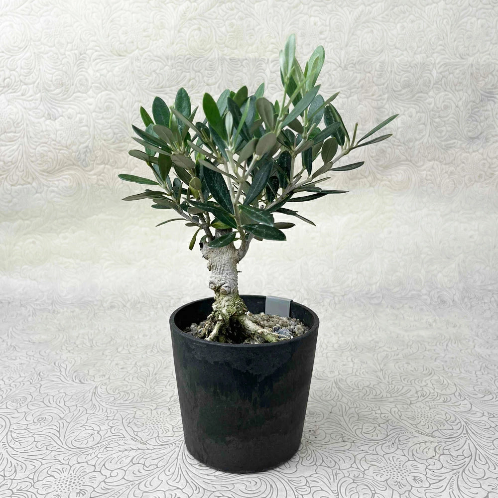 現品 創樹 オリーブ8号 マンザニロ No.2 – カワナミプランテーション