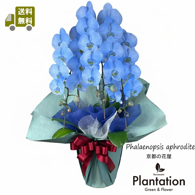 胡蝶蘭　ブルーグラデーション・ラメいり３本立ち　33輪～36輪