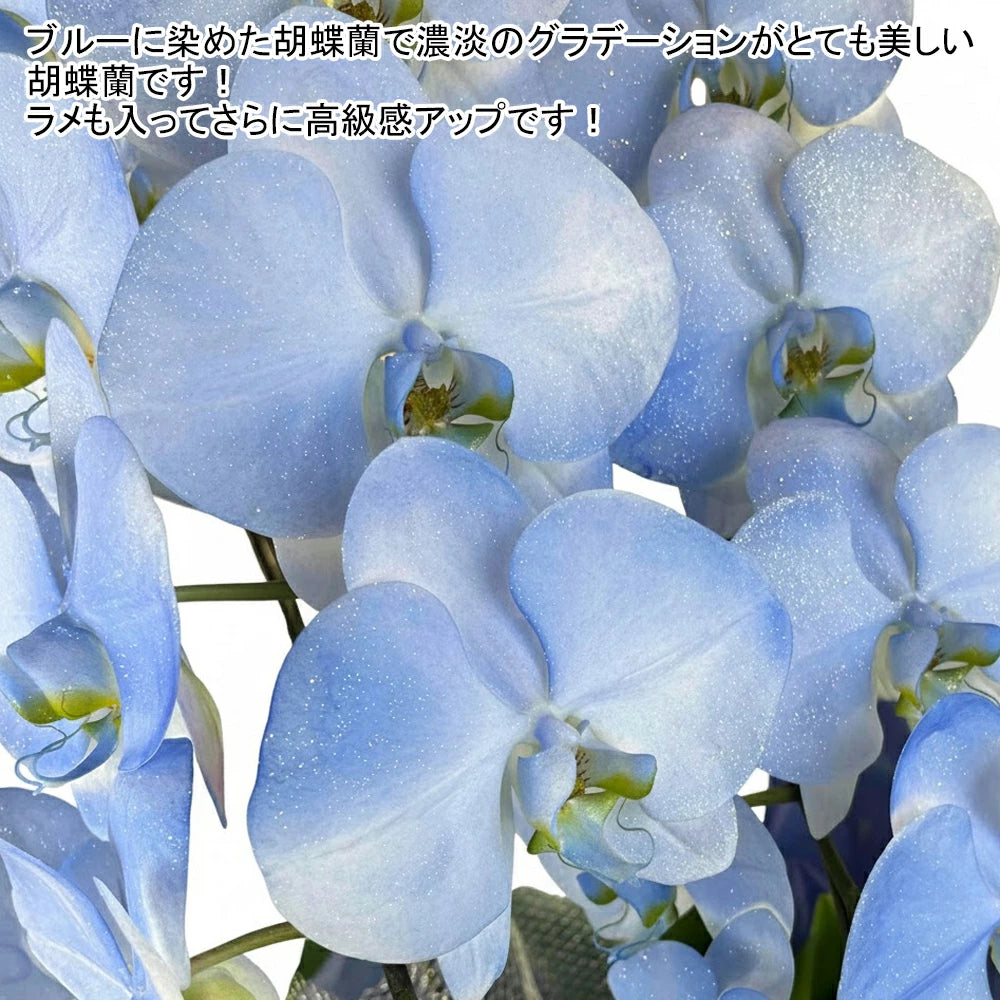 hiromin！ブルー胡蝶蘭３本立ち 胡蝶蘭 ブルーグラデーション・ラメいり3本立ち 33輪～36輪