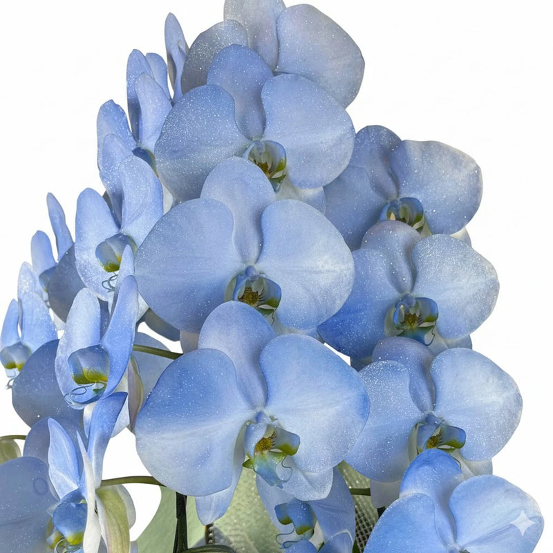 胡蝶蘭　ブルーグラデーション・ラメいり３本立ち　33輪～36輪