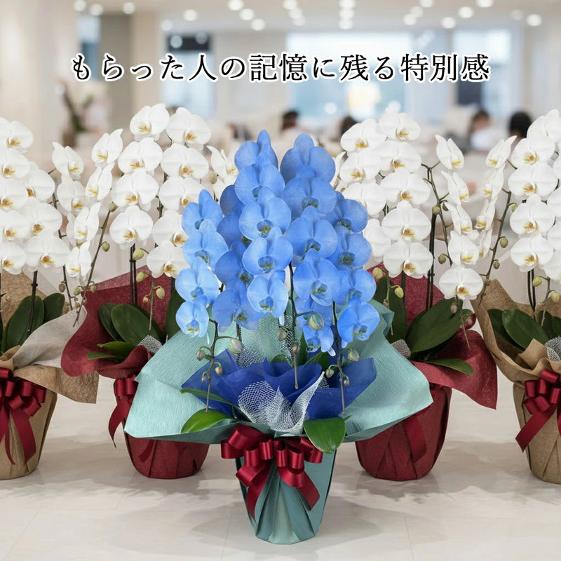 胡蝶蘭　ブルーグラデーション・ラメいり３本立ち　33輪～36輪