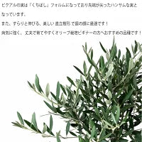 現品 オリーブ7号 ピクアル No.1 – カワナミプランテーション