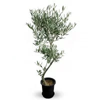 現品 オリーブ7号 ピクアル No.1 – カワナミプランテーション