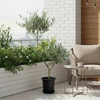 現品　オリーブ7号　ピクアル　No.1