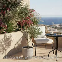 現品　オリーブ7号　ピクアル　No.1