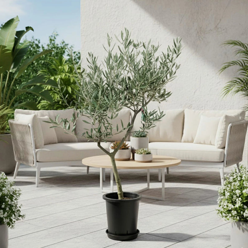 現品　オリーブ7号　ピクアル　No.2